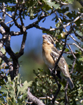 Black headed Grosbeak 1982